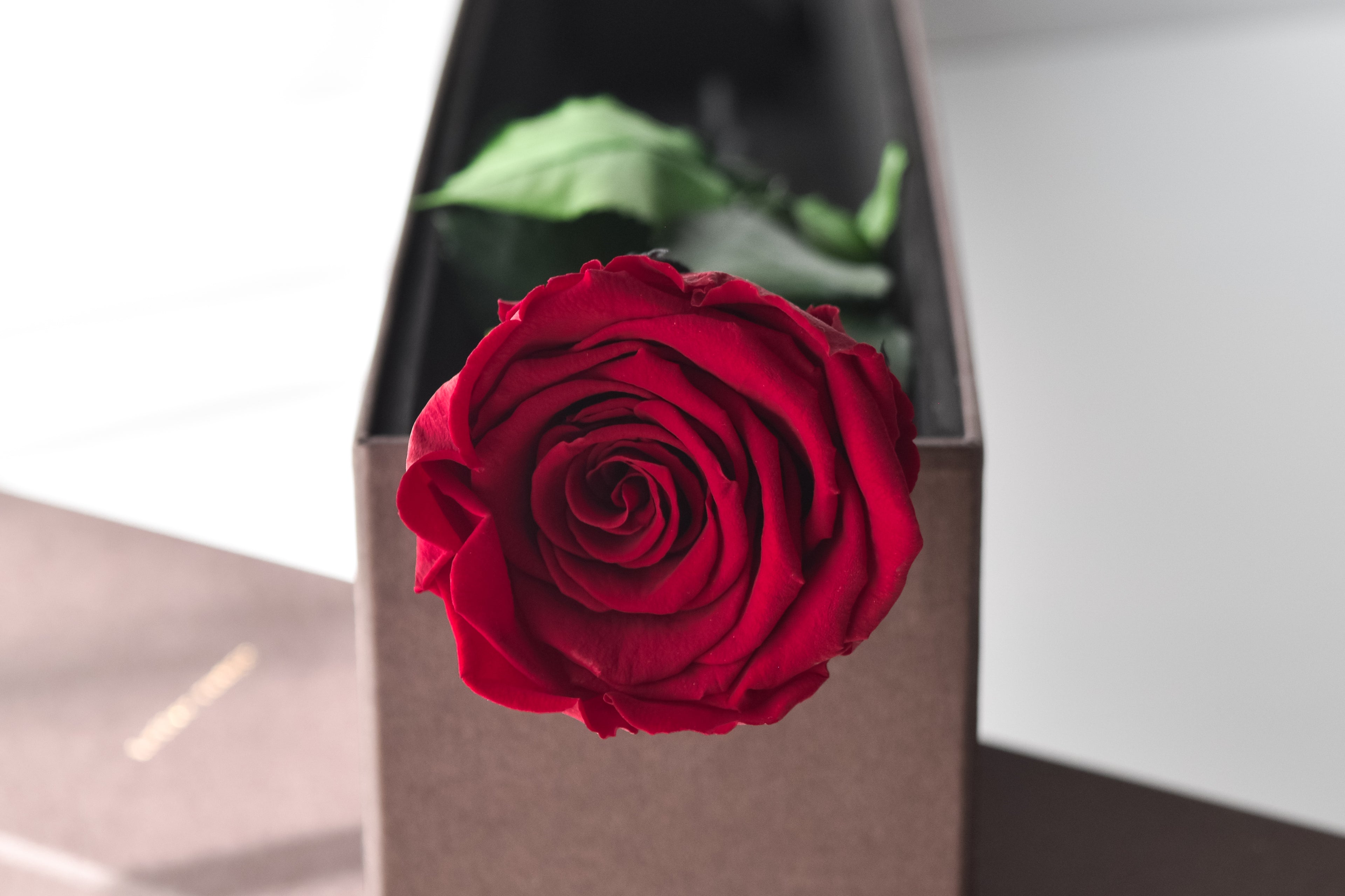 Velours | ヴルール