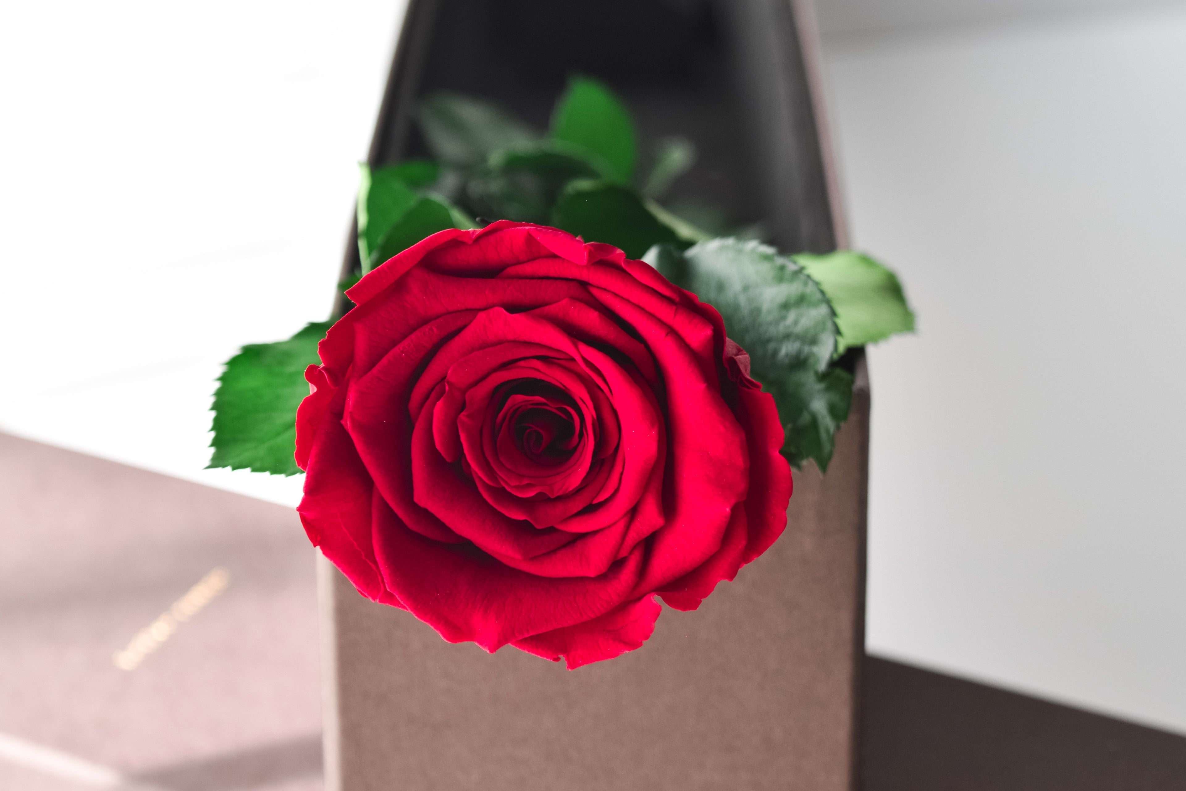 Rouge | ルージュ