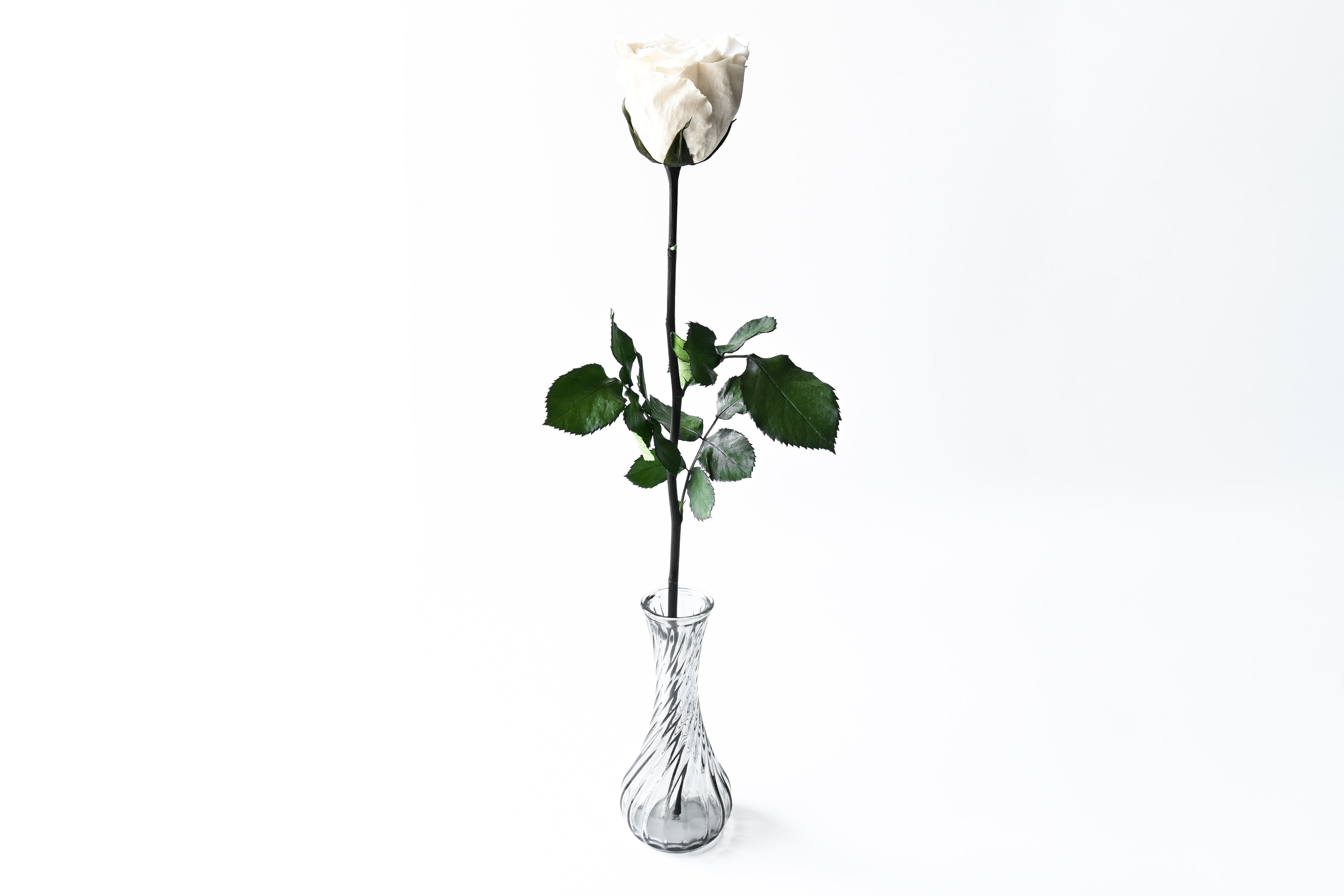 One Rose - White