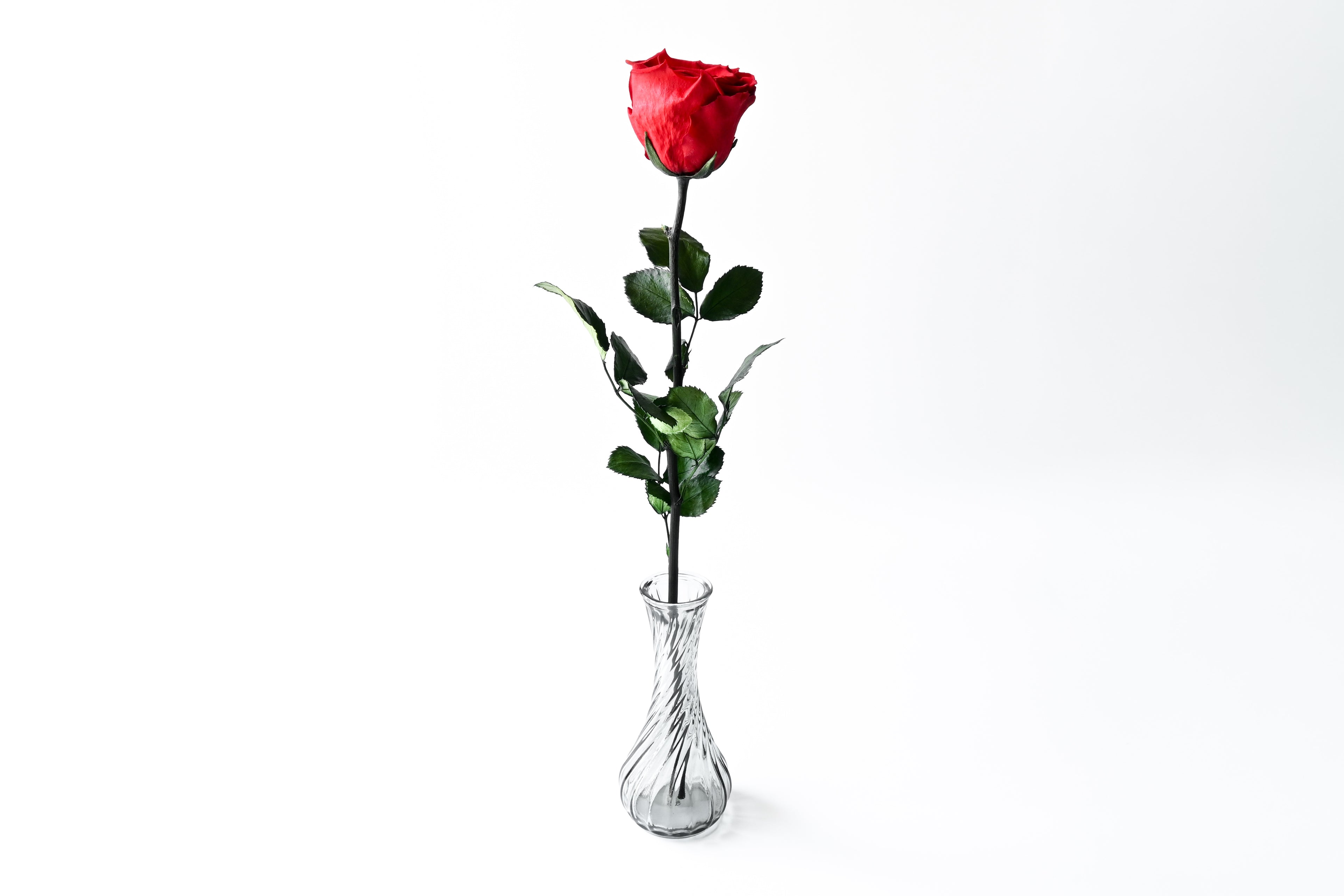 One Rose - Diamond