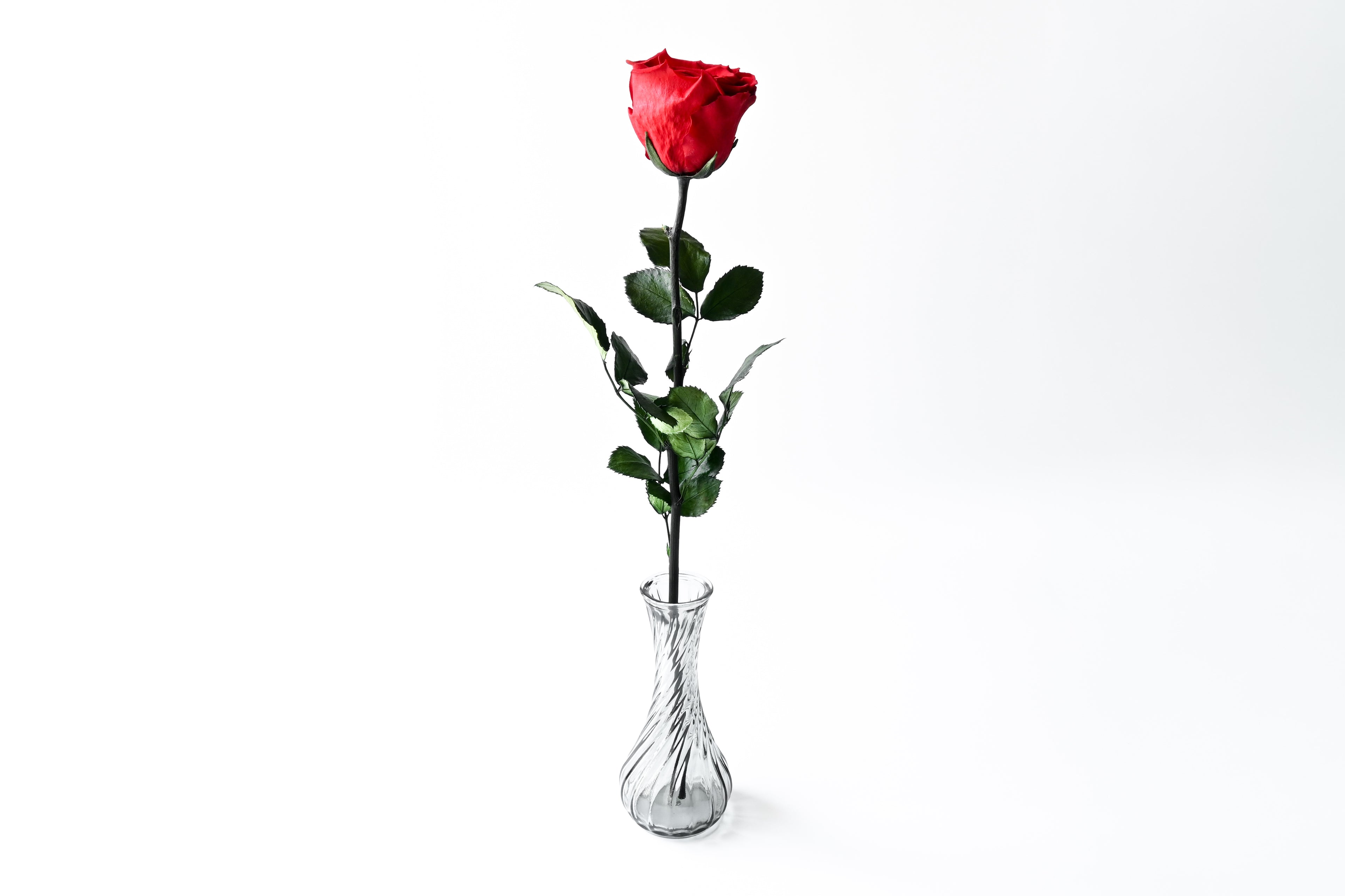 One Rose - Red