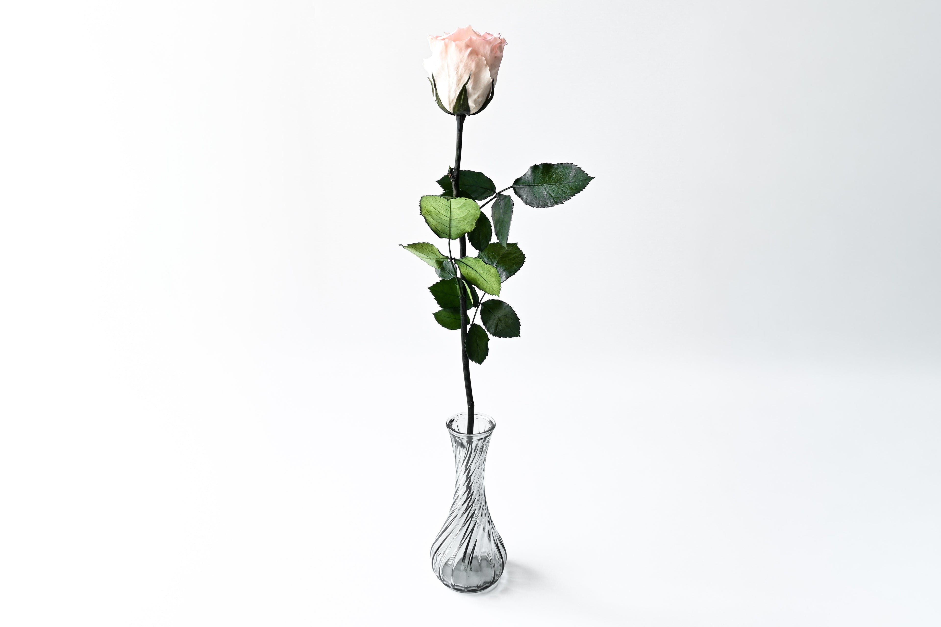One Rose - Pink