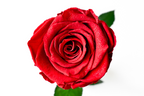 One Rose - Diamond