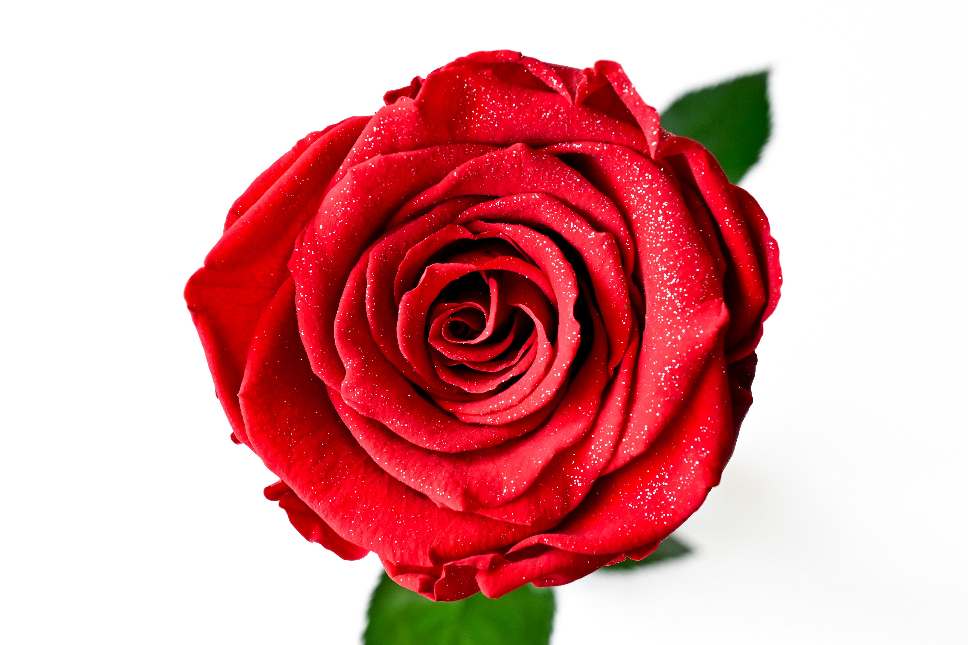 One Rose | 一輪のプリザーブドフラワー – Lettre rouge