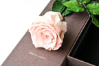 One Rose - Pink