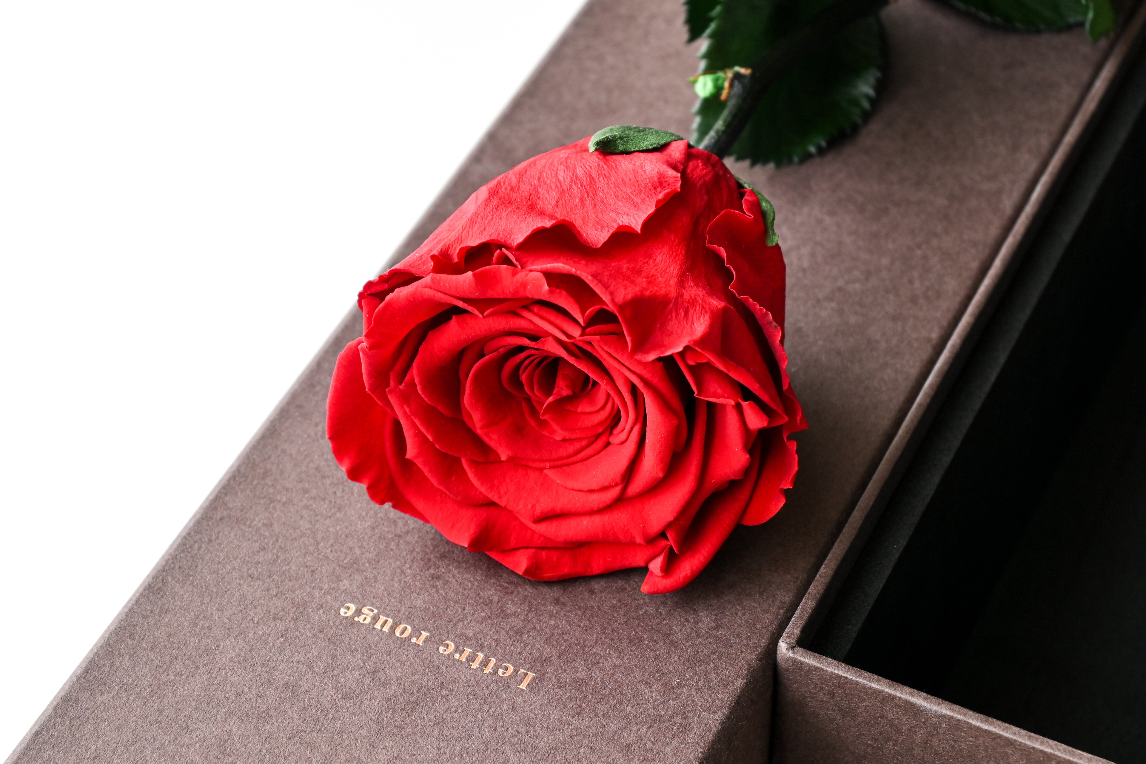 One Rose - Red