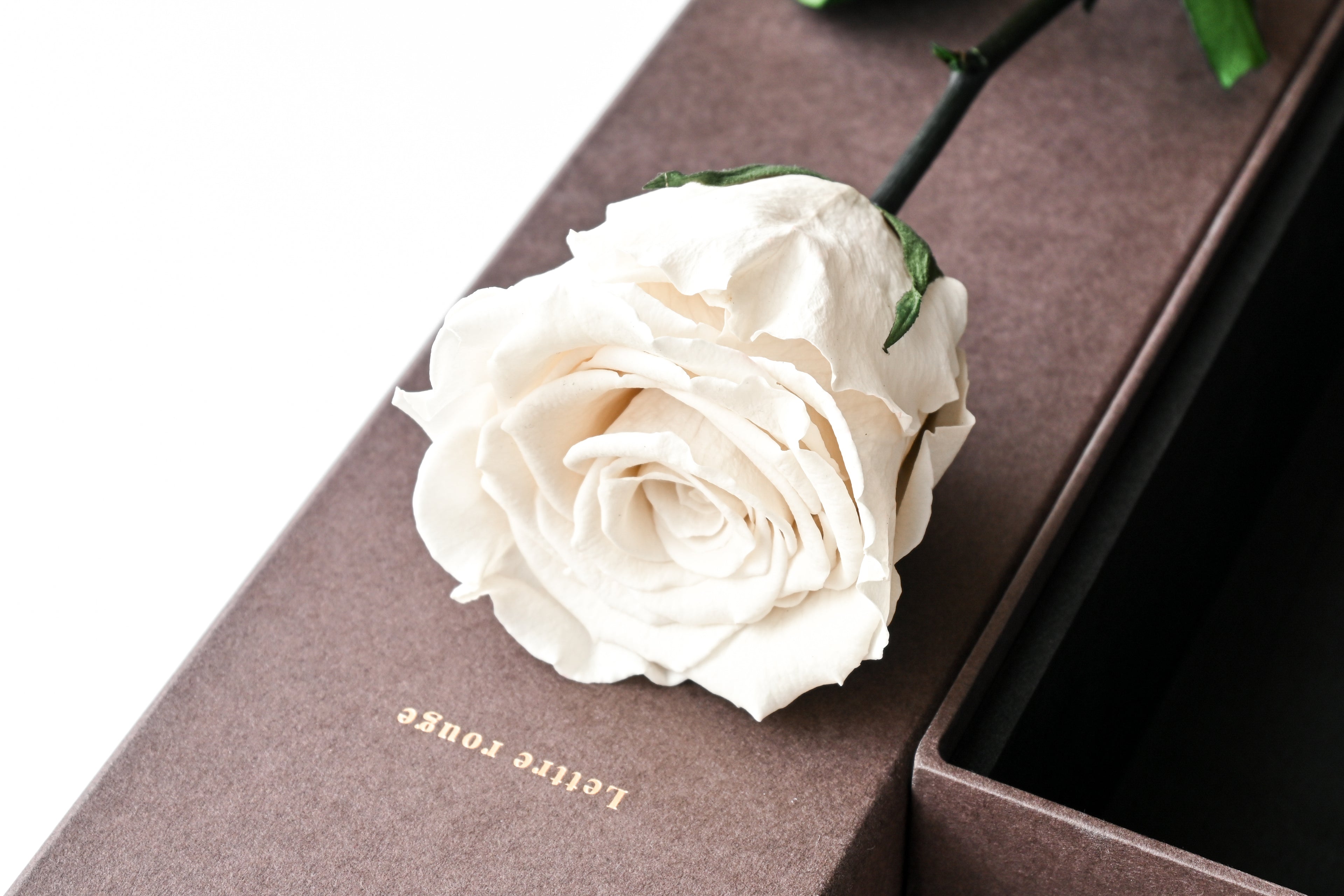 One Rose - White